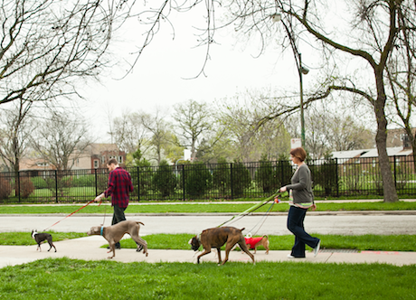 An Honest Look at Being a Dog Walker - Rover-Time