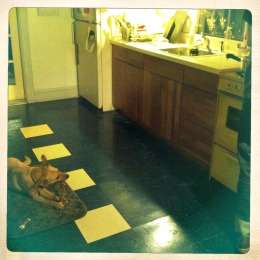 Teaching your dog to Settle on a Mat in the Kitchen 