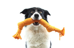 Simple and Easy DIY Dog Toys