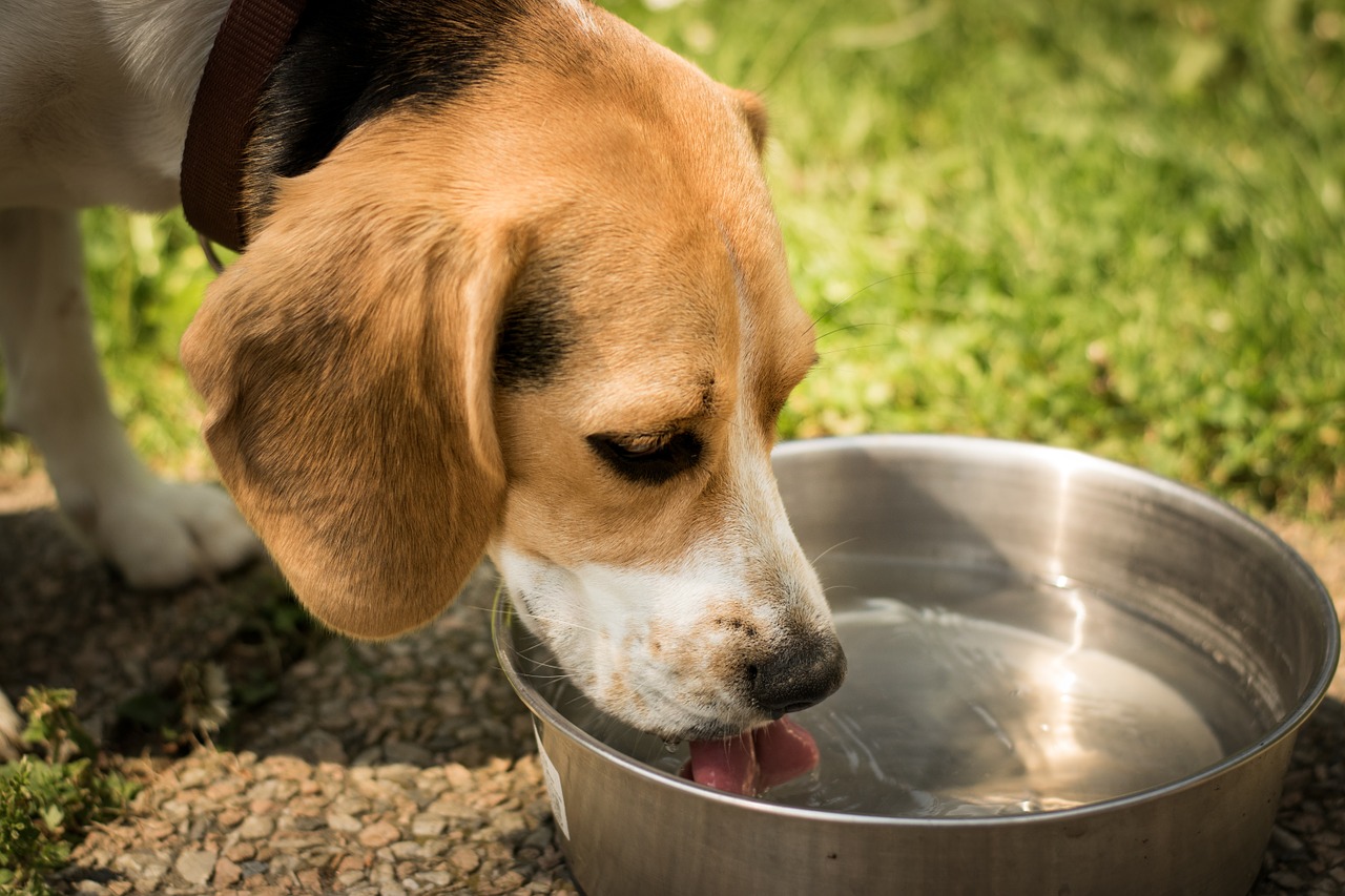 What is the Best Material for Pet Bowls? - Furchild